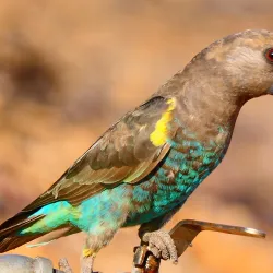 Gcwihaba Caves (Drotsky's Caves) - Kachikau