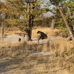 Moremi Game Reserve - Kachikau