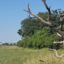 Moremi Game Reserve - Kachikau