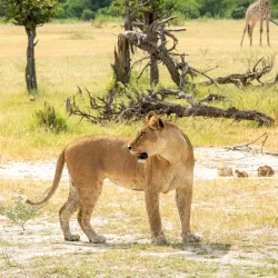 Moremi Game Reserve - Kachikau