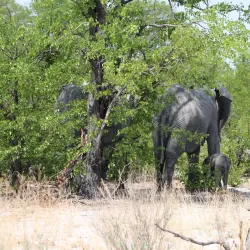 Moremi Game Reserve - Kachikau
