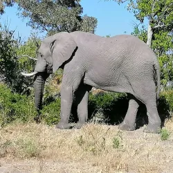 Moremi Game Reserve - Kachikau