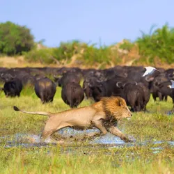 Okavango Delta - Kachikau