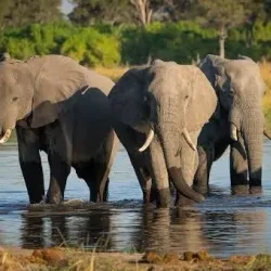 Okavango Delta - Kachikau