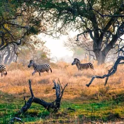 Okavango Delta - Kachikau