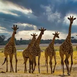 Okavango Delta - Kachikau