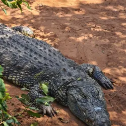 Chobe Crocodile Farm - Kasane