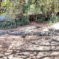 Chobe Crocodile Farm - Kasane