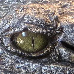 Chobe Crocodile Farm - Kasane