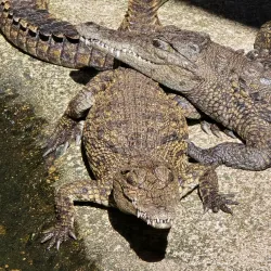 Chobe Crocodile Farm - Kasane
