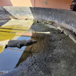 Chobe Crocodile Farm - Kasane