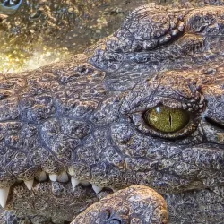 Chobe Crocodile Farm - Kasane