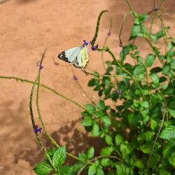 Chobe Crocodile Farm - Kasane
