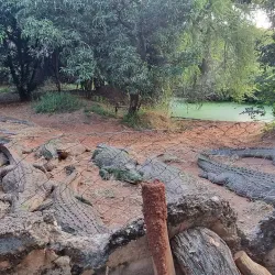 Chobe Crocodile Farm - Kasane