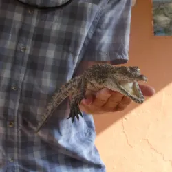 Chobe Crocodile Farm - Kasane