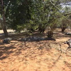 Chobe Crocodile Farm - Kasane
