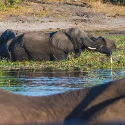 Chobe Safari Lodge - Kasane