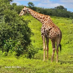 Kasane Forest Reserve - Kasane