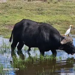 Kasane Forest Reserve - Kasane