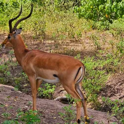 Kasane Forest Reserve - Kasane