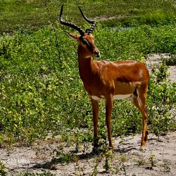 Kasane Forest Reserve - Kasane