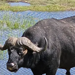 Kasane Forest Reserve - Kasane