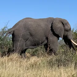 Kasane Forest Reserve - Kasane