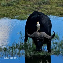 Kasane Forest Reserve - Kasane