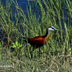 Kasane Forest Reserve - Kasane