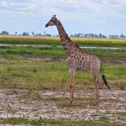 Kasane Forest Reserve - Kasane