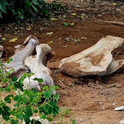 Kasane Forest Reserve - Kasane