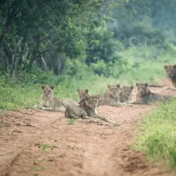 Muchenje Safari Lodge - Kasane