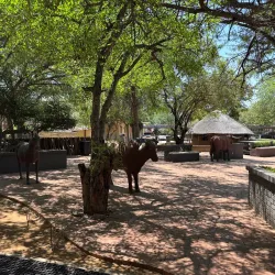 Botswana National Museum - Kopong