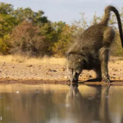 Scenic Drives and Photography - Mathathane