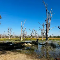 Moremi Game Reserve - Maun