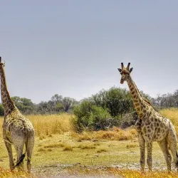 Moremi Game Reserve - Maun