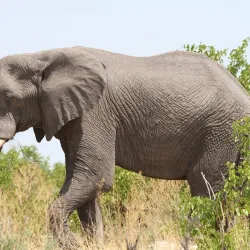 Moremi Game Reserve - Maun