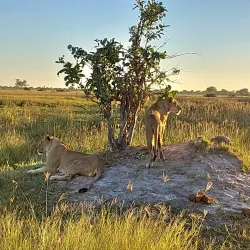 Moremi Game Reserve - Maun