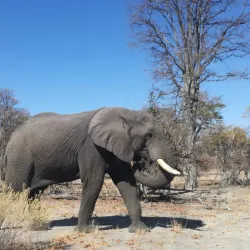 Moremi Game Reserve - Maun