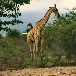 Okavango Delta - Maun