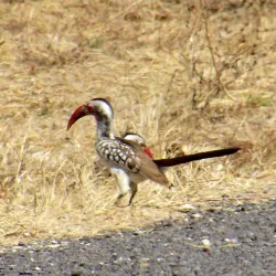 Okavango Delta - Maun