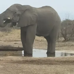 Okavango Delta - Maun