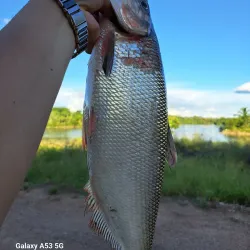 Abunã Port - Abunã