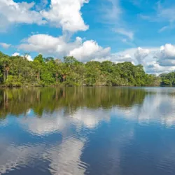 Amazon Rainforest Surroundings - Abunã