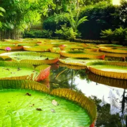 Amazon Rainforest Surroundings - Abunã