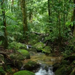 Amazon Rainforest Surroundings - Abunã