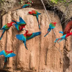 Amazon Rainforest Surroundings - Abunã