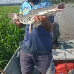 Fishing Activities - Abunã