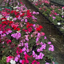 Serra da Ibiapaba - Acaraú