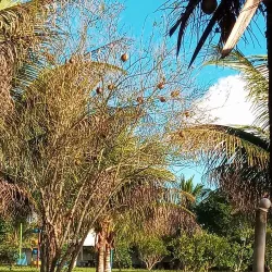 Parque Natural Municipal - Alagoinhas